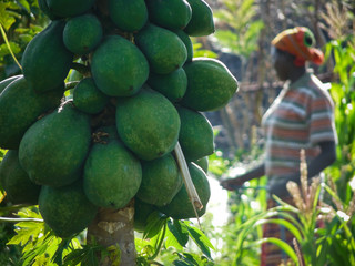 Papayas