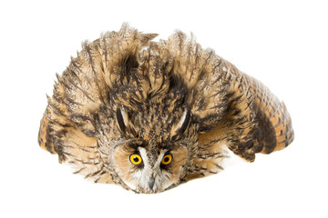 owl stretches one's wings defended the prey