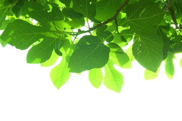 Fototapeta na wymiar Green fig-tree leaves with branch