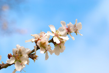 Almond white flowers