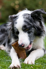 Relaxed dog with bone in the garden