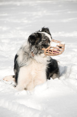 Muzzled collie in the snow