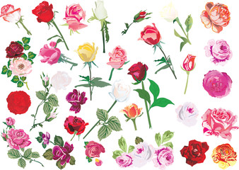 large collection of rose flowers