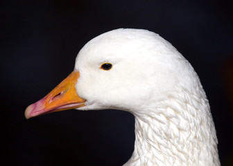 White Goose