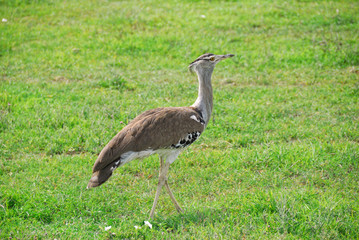 African bird Kori Bustard