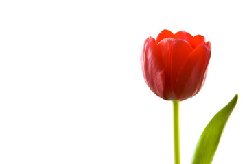 Lovely red tulip