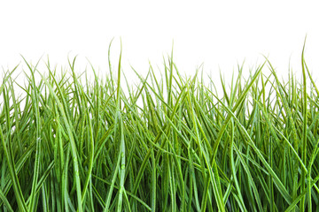 Tall wet grass against a white - 21837911