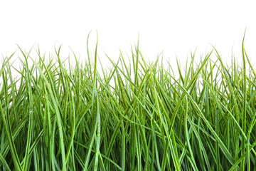 Tall wet grass against a white