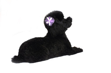 Black Toy Poodle Isolated