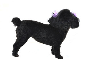 Black Toy Poodle Isolated
