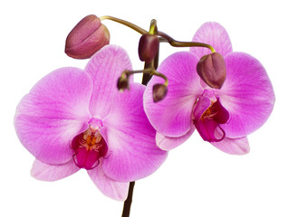 orchid isolated on white background.