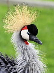 head of grey crowned crane - balearica regulorum gibericeps