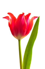 Rote Tulpe