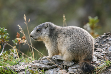 Marmot exit its burrow
