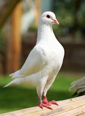 White pigeon - imperial pigeon - ducula