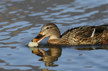 duck that eats a piece of bread