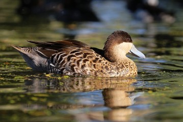 Silver Teal - Anas versicolor