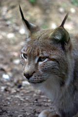 lince