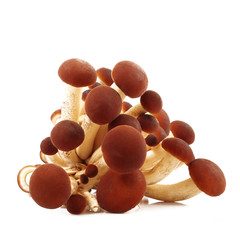 funghi © Photobeps