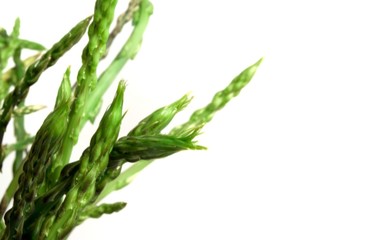 Obraz premium Asparagus Acutifolius