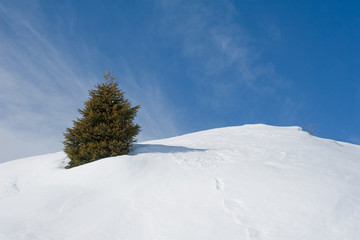 tree on snow