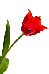 Obraz premium Rote Tulpe