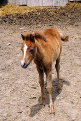 Fototapeta premium Pferd Fohlen