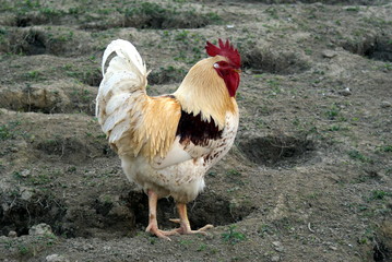 Hahn