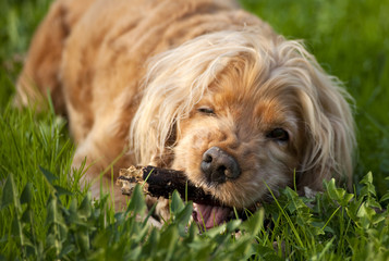 Das ist mein Stöckchen