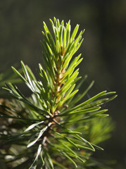 Fir in evening