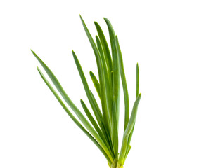 Fresh scallions