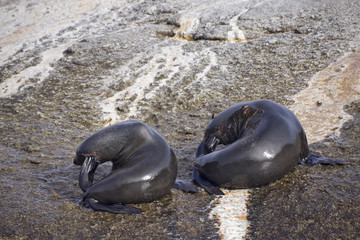 Two seals