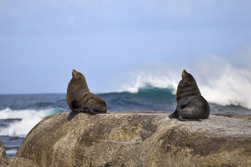 Resting seals