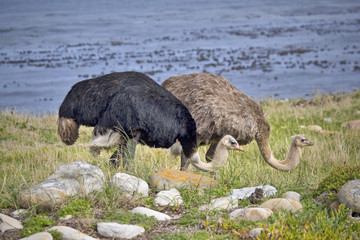 Two ostrich