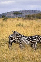 Zebra standing in field