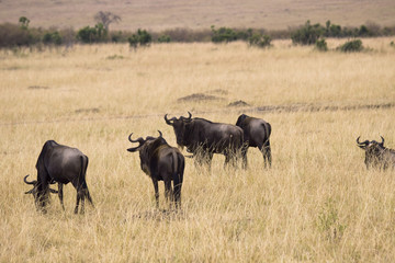 Group of wildebeest