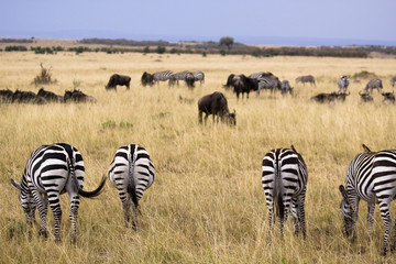 Grazing zebras