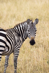 Young zebra