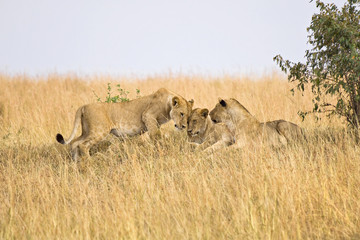 Female lions