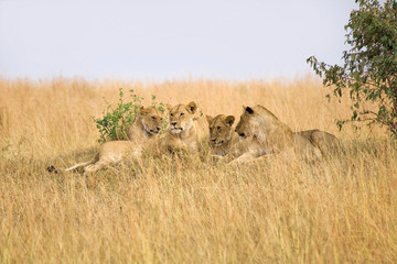 Group of female lions