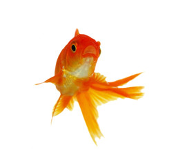 Fototapeta premium gold fish isolated on white