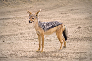 Jackal