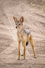 Jackal