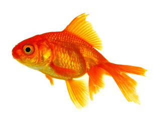 gold fish isolated on white