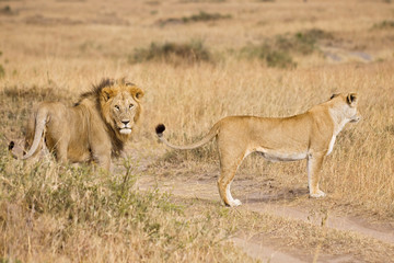 Male and female lion