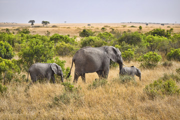Groups of elephants walking