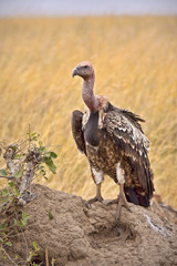 Close up view of vulture