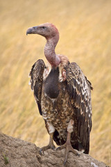 Close up view of vulture