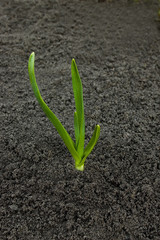 Young sprout