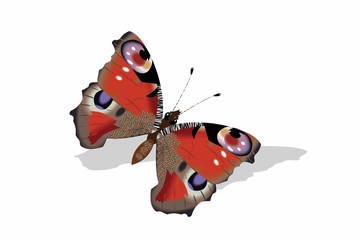 butterfly